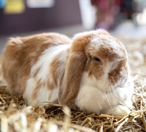 A photo of a white and brown bunny